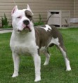 American Staffordshire  Terrier